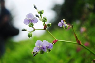 Close-up of purple flowering plant