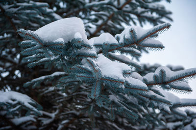 Close-up of snow covered pine tree