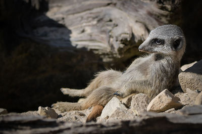 Close-up of a reptile sitting on rock