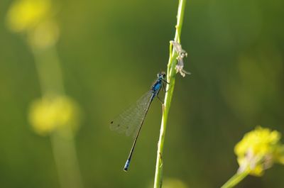 Close-up of damselfly on leaf