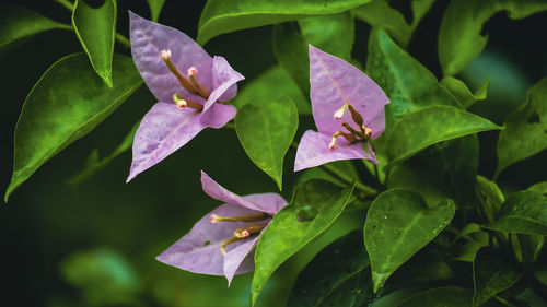 Close-up of pink flowering plant