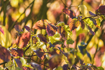 Close-up of wilted flowers on tree