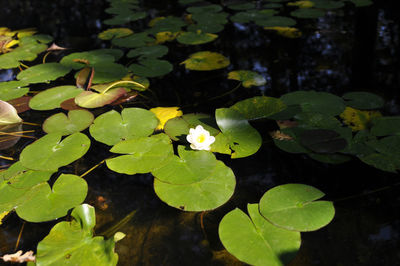 High angle view of lotus water lily in pond