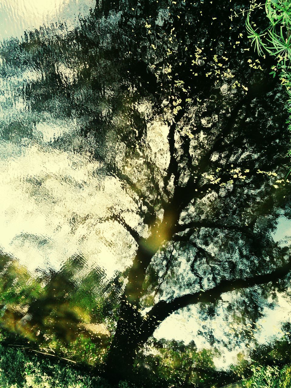 tree, low angle view, branch, growth, tranquility, nature, beauty in nature, sun, sunlight, sky, scenics, tree trunk, green color, silhouette, outdoors, no people, tranquil scene, day, sunbeam, leaf