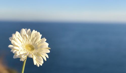 Close-up of white flowering plant against sea