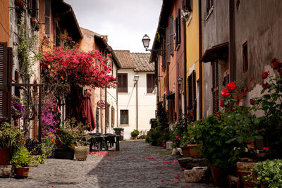 Trees and buildings in city