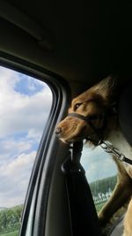 Man looking through car window