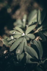 Close-up of raindrops on plant leaves