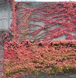 Close up of red flowers