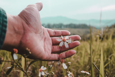 Close-up of hand holding red flowers on field