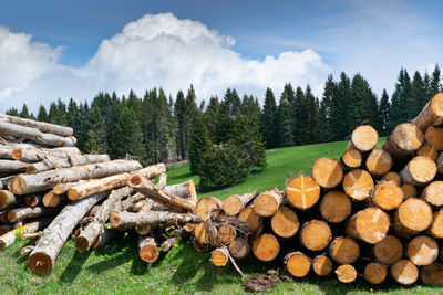 Piles of trunks from trees felled by storm vaia. forest behind. belluno, italy