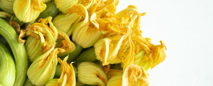 Close-up of yellow flowers against white background