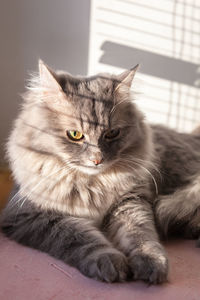 Domestic gray cat with green eyes having sun. image for veterinary clinics, sites about cats.