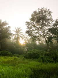 Scenic view of trees and plants growing in forest