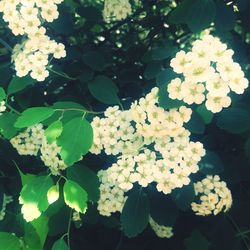 Close-up of white flowers