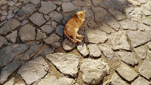 High angle view of cat on rock