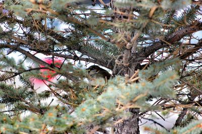 Branches of tree trunk
