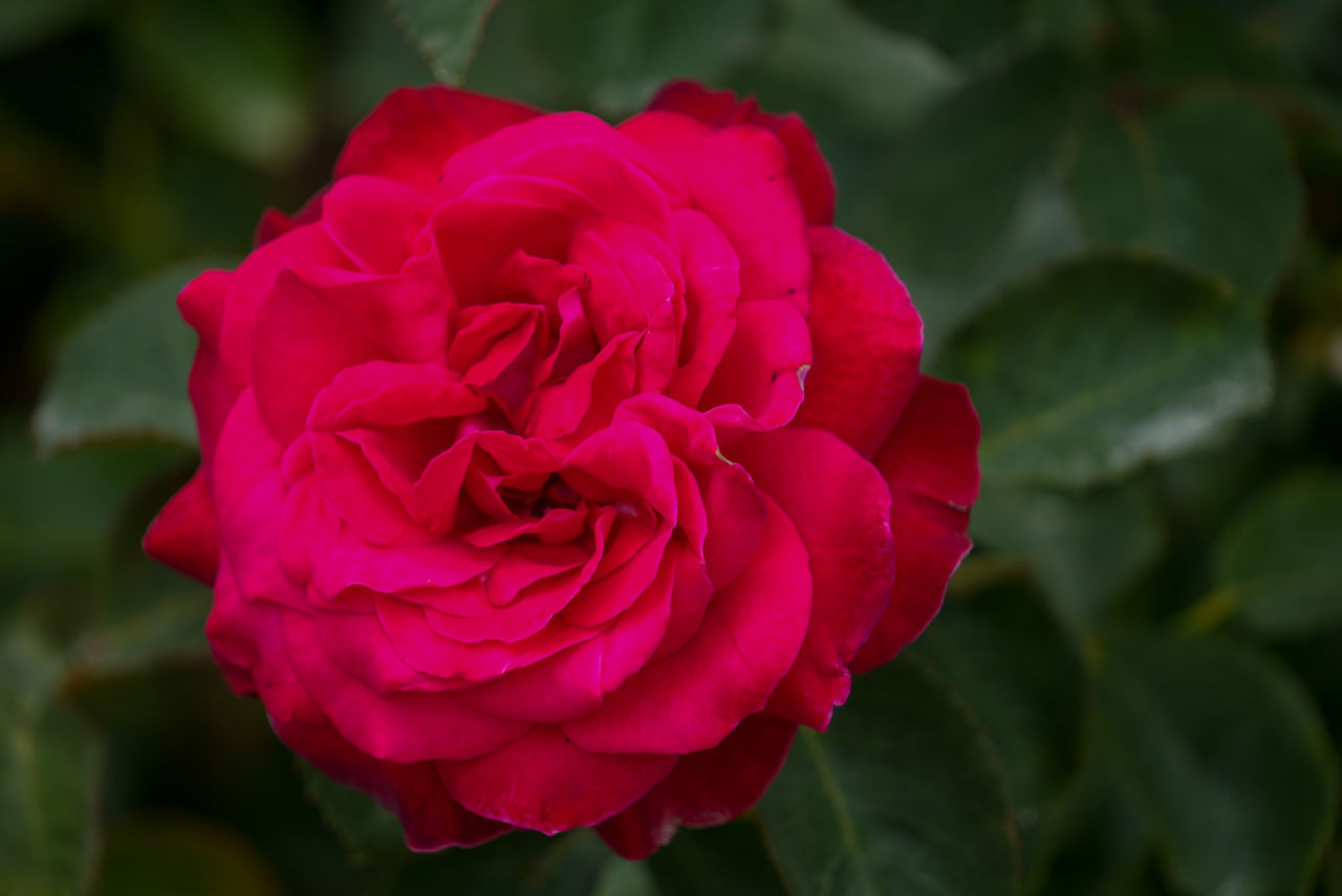 CLOSE-UP OF PINK ROSE IN RED FLOWER