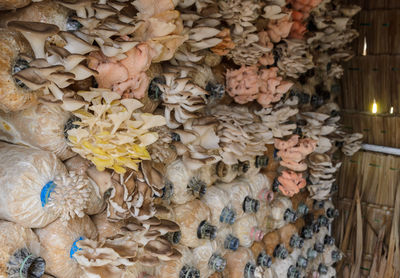 Close-up of mushrooms growing on plant