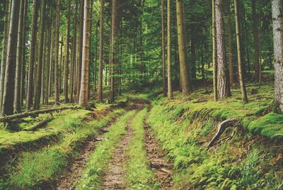 Trees growing in forest