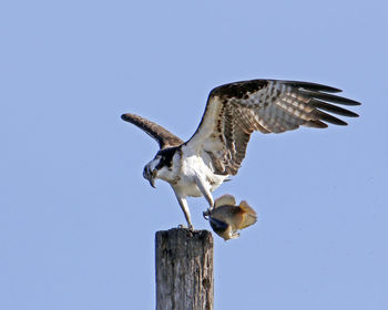 Low angle view of osprey with fish on wooden post against clear sky