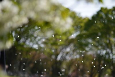 Close up of water drops on leaf