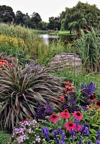 Flowers blooming on tree