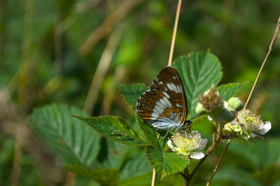 Close-up of butterfly pollinating flower