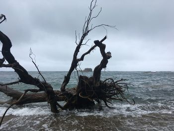 Dead tree by sea against sky