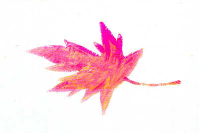 High angle view of maple leaf on white background