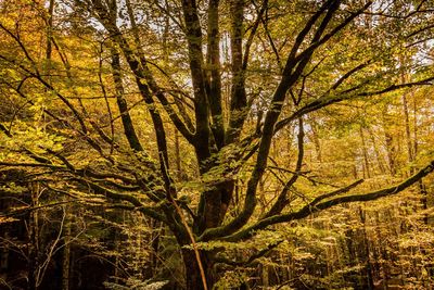 View of autumnal trees