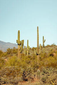 Group of saguaro cacti standing prominently in the sanoran desert near phoenix arizona us. 