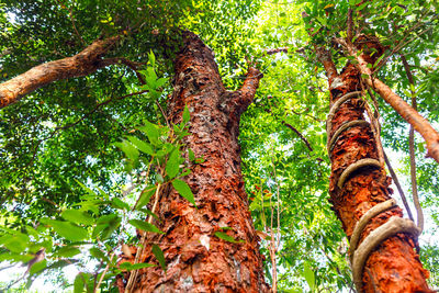 Low angle view of tree trunk