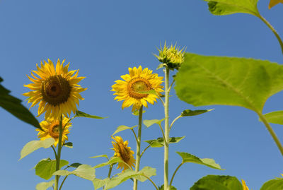 Low angle view of yellow flowers against clear blue sky