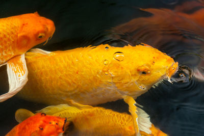 Close-up of fish in sea