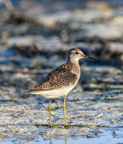 Close-up of bird