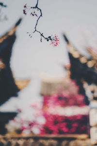 Close-up of flower hanging