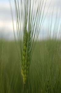 Close-up of wheat growing on field