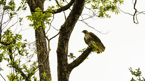 Low angle view of bird perching on tree against sky