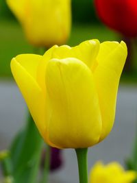 Close-up of yellow tulip