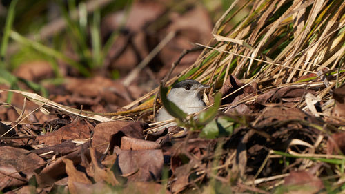 Close-up of bird on dry leaves on field