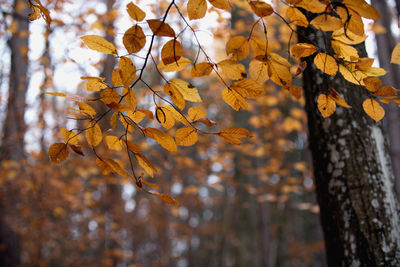 Close-up of tree during autumn