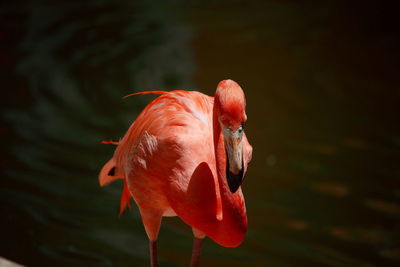 Flamingo against lake