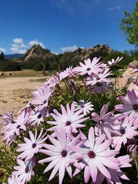 Close-up of purple flowering plants