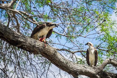 Low angle view of birds perching on tree