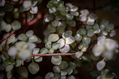 Close-up of berries growing on plant