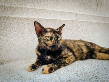 Portrait of a cat resting on wall