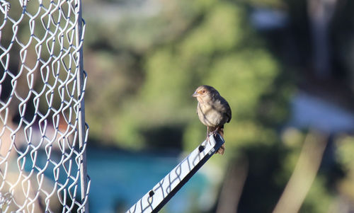 Bird perching outdoors