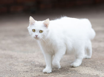 Portrait of white cat