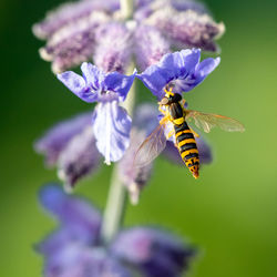 Close-up of bee pollinating on purple flower